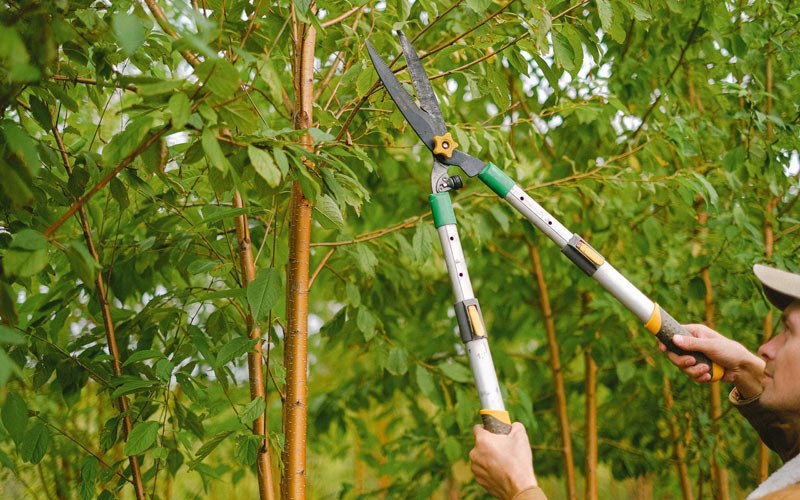 Tree trimming in Aibonito, PR